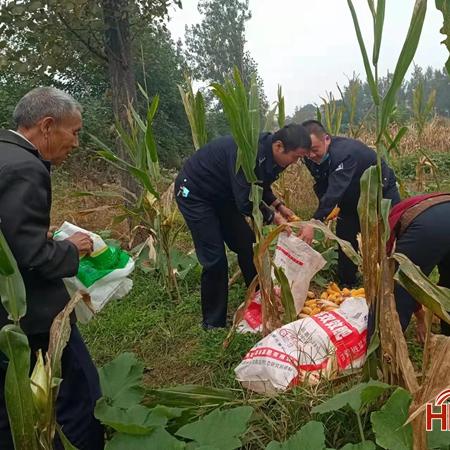 平顶山玉米价格最新走势分析