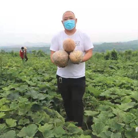 平顶山玉米价格最新走势分析