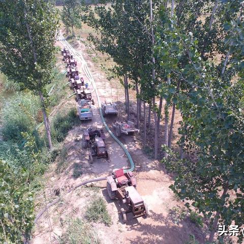 聊城玉米价格行情最新分析