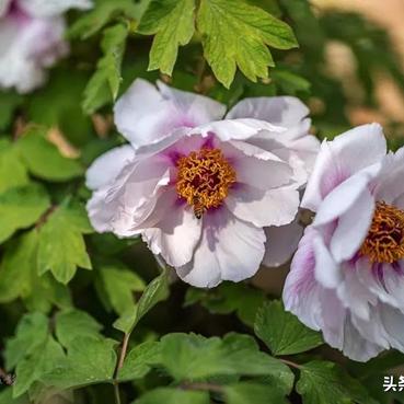 全椒花开富贵小区最新房价解析