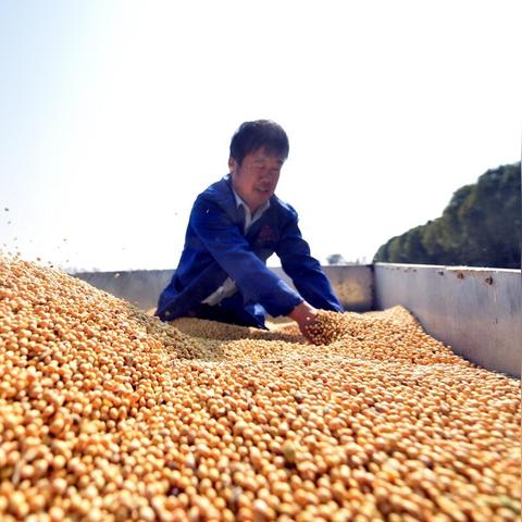 东北大豆最新收购价格解析
