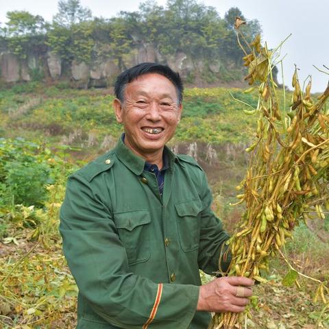 东北大豆最新收购价格解析