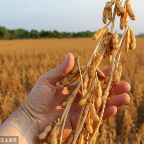 东北大豆最新收购价格解析