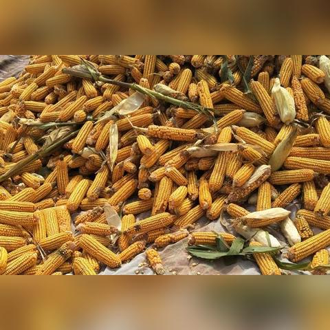 最新国审玉米品种，引领农业新时代卓越之选