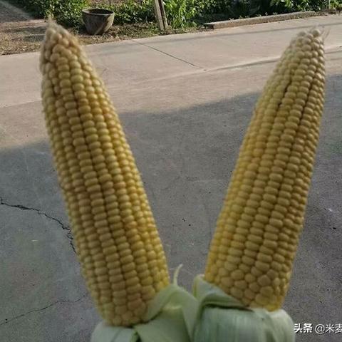 最新国审玉米品种,引领农业新时代卓越之选