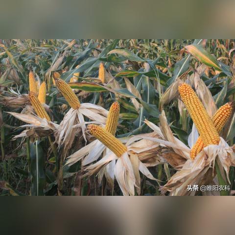 最新国审玉米品种,引领农业新时代卓越之选