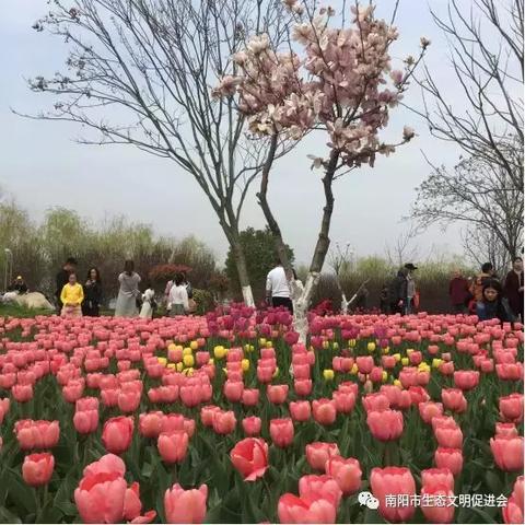 新野华星纺织现状深度解析