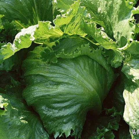 松花菜价格行情最新分析