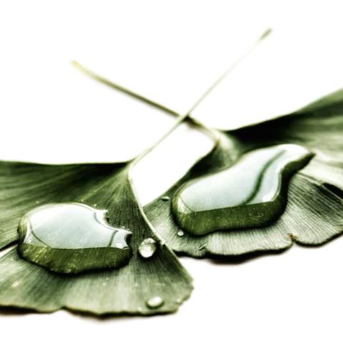 银杏果价格动态，市场分析预测