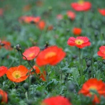 西鹿角新城最新动态深度剖析