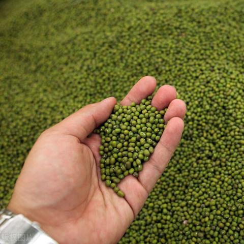 绿豆价格走势最新分析