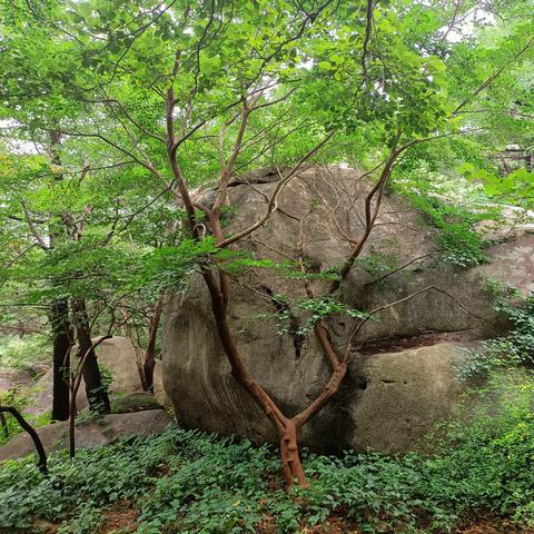 崂山门票信息更新