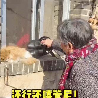 喵秀直播新动态揭秘，数字背后的繁荣风采