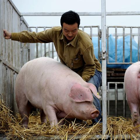 广西最新猪价走势分析