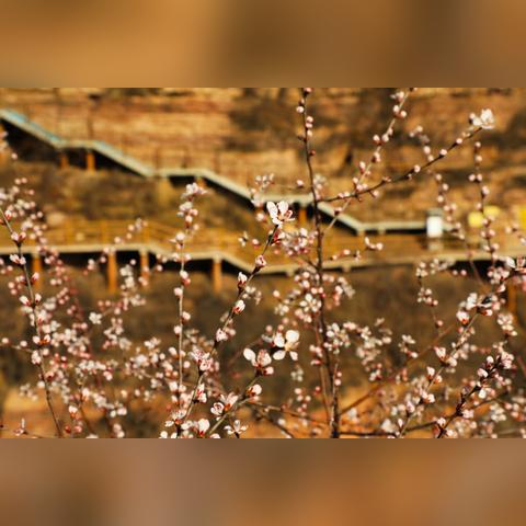 河北全面解封，复苏里程碑来临