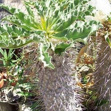 龙血猛将最新数据解析与报道速递