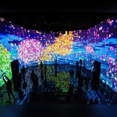 樱花最新网站，数字世界中的绽放之花