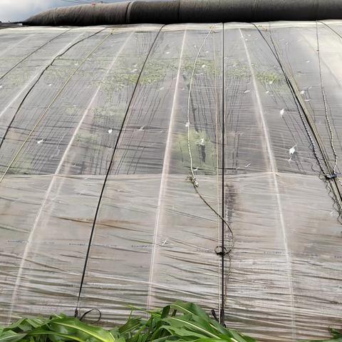 科技种植大樱桃棚，高效收益新典范