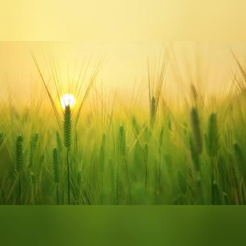 芒种时节，生态奥秘与人文价值的探寻