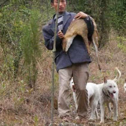 最新下司犬特征培育指南，深入了解优秀犬种特性