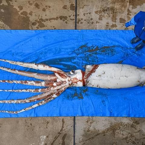 最新乌贼王揭秘，深海霸主的惊人数据