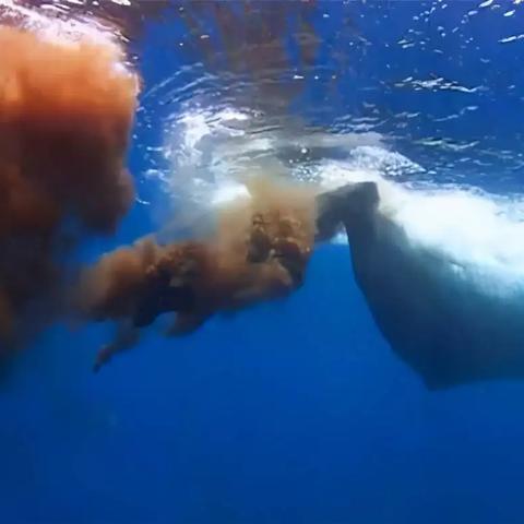 最新乌贼王揭秘,深海霸主的惊人数据