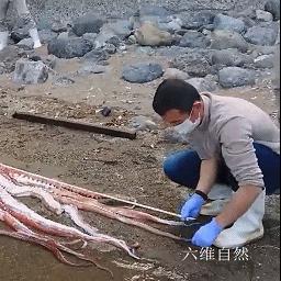 最新乌贼王揭秘,深海霸主的惊人数据