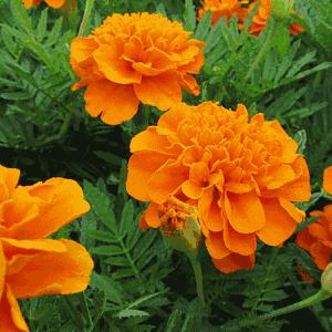 早安祝福，开启全新一天的美好祝愿