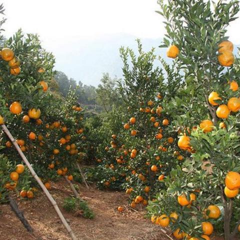 立冬视频解读,气候变迁对农业生产的影响及挑战机遇