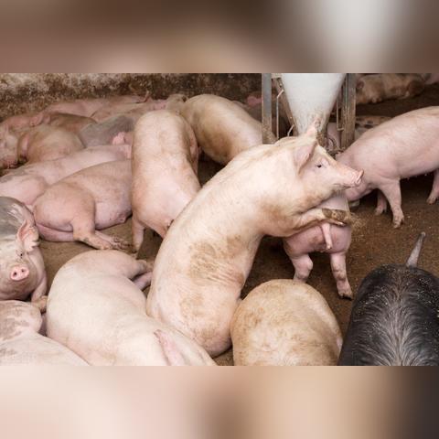 猪肉价格飙升，原因、影响与未来走势分析