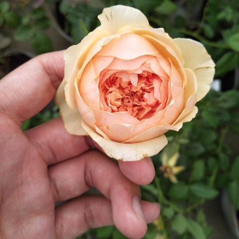 荷兰最新名字趋势探索，新时代命名的特色与概览