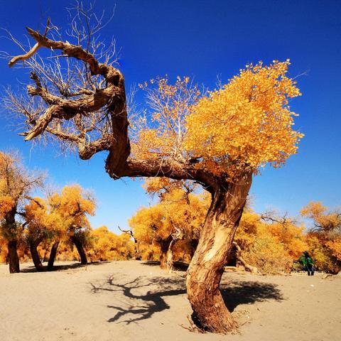 蚂蚁森林最新动态报告更新今日资讯