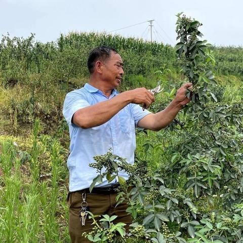 最新筛椒机技术革新，引领农业新时代革新风潮