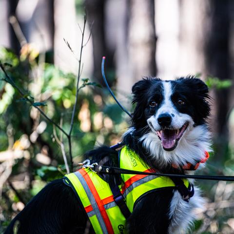德国猪瘟最新消息概况