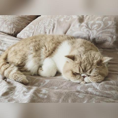 猫病学最新研究概览