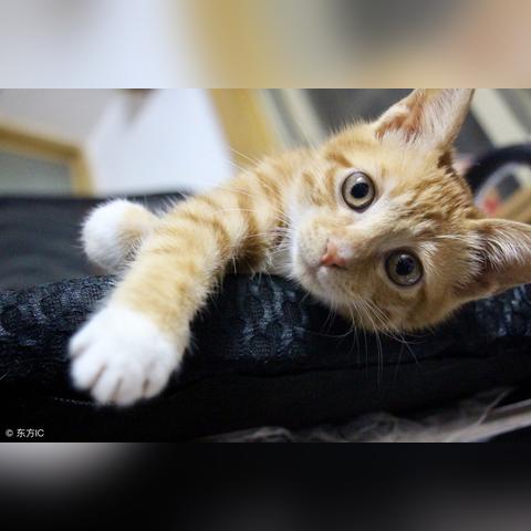 猫病学最新研究概览