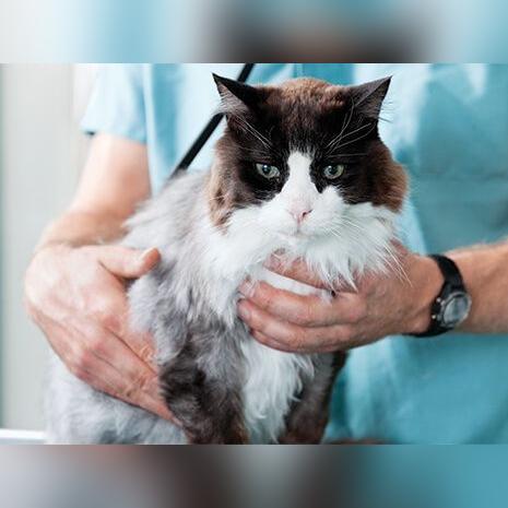 猫病学最新研究概览