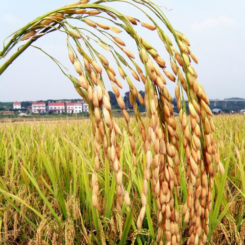今日水稻价格走势分析与最新动态