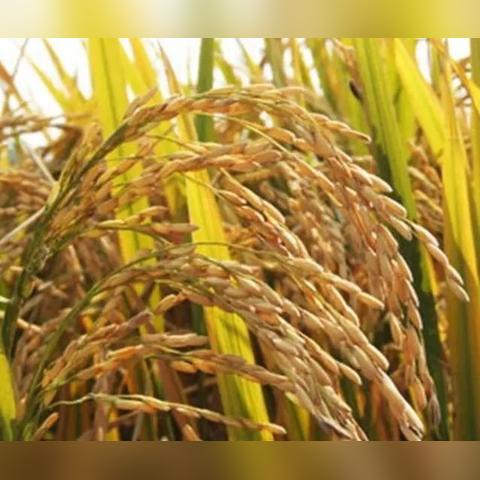 今日水稻价格走势分析与最新动态