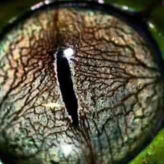 真蛇攻略细节详解，成败关键揭秘