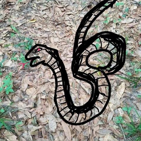 真蛇攻略细节详解,成败关键揭秘