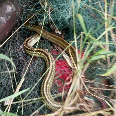 真蛇攻略细节详解,成败关键揭秘