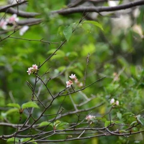 堂桂花最新小说，时空奇遇之旅