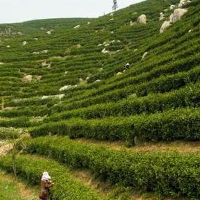 蛋炒范研究报告,技术革新与产业应用深度解析