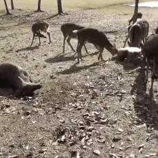 全球最新疫情动态报告,发现地、防控措施全解析