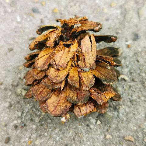 韩国最新瘦身趋势分析报告