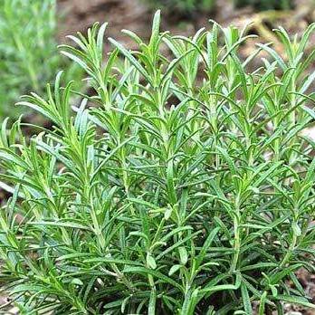 香草最新版数据洞察报告，重塑个人护理体验之旅