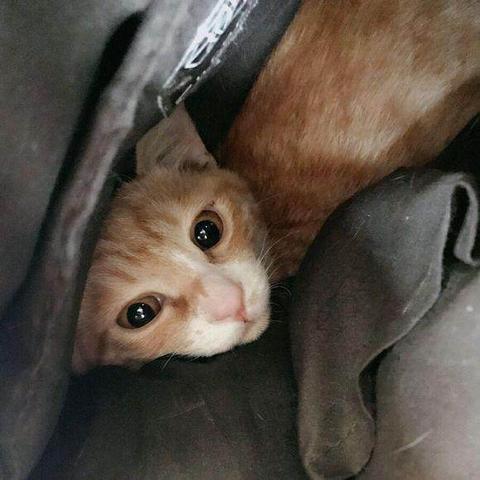 数字时代猫咪生活探索，最新快猫版揭秘