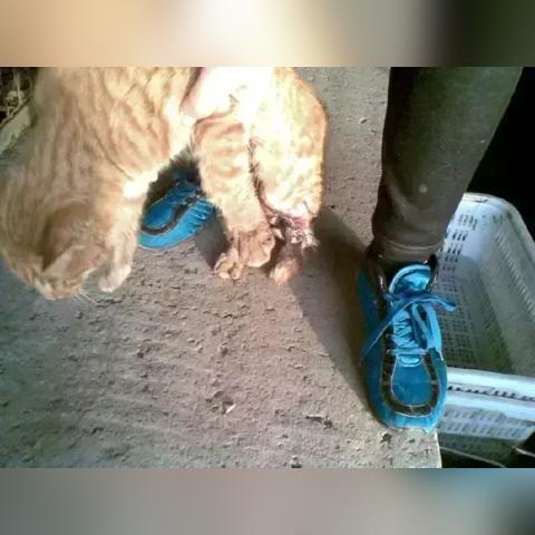 数字时代猫咪生活探索,最新快猫版揭秘