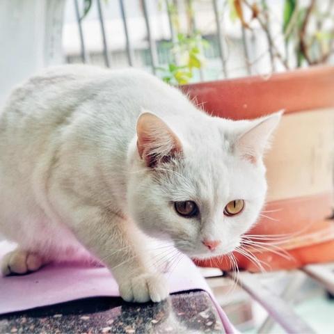 数字时代猫咪生活探索,最新快猫版揭秘